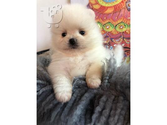 Γεια σας, εδώ έχουμε 2 πανέμορφα κουτάβια Pomeranian, 1 κορίτσι και 1 αγόρι, τώρα ψάχνουν ...