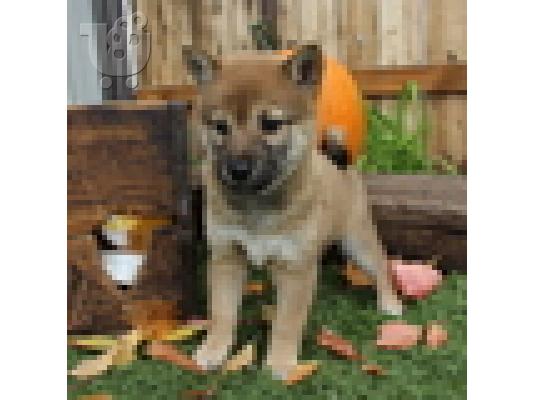 Κουτάβι Shiba Inu προς πώληση