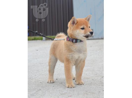 Κουτάβια Shiba Inu