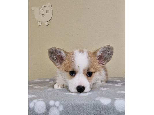 Κουτάβια Welsh Corgi Pembroke