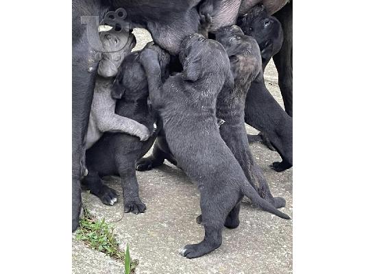 Κουτάβια Cane Corso