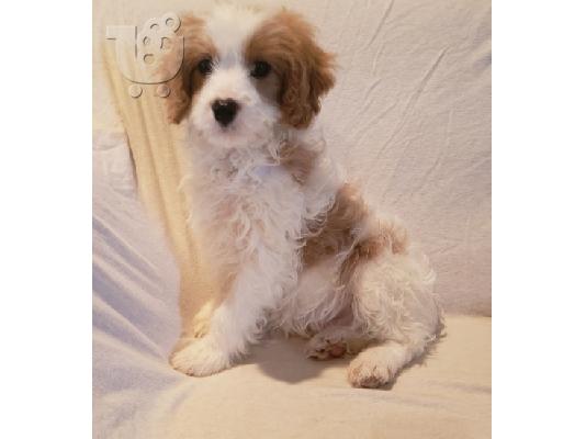 PoulaTo: Cavachon Puppies