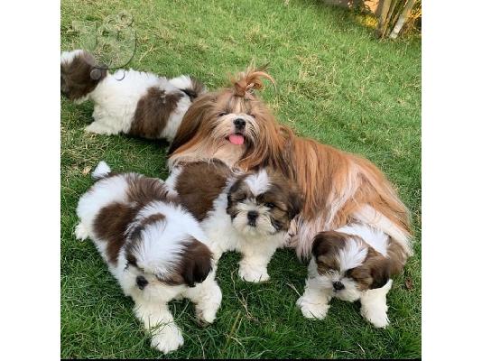 Όμορφα κουτάβια Shih Tzu για καλό σπίτι