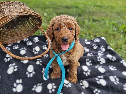 PoulaTo: Κουτάβια Goldendoodle