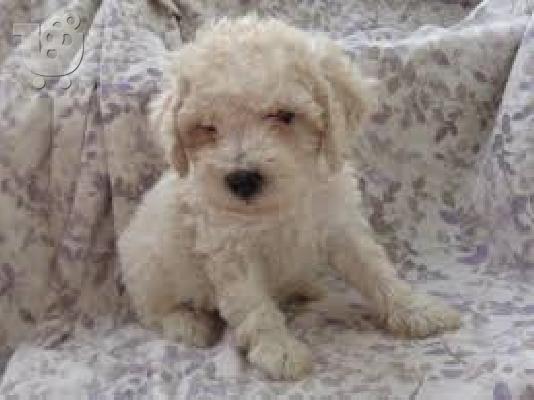Έχω διαθέσιμα προς πώληση υγιή κουτάβια Poodle