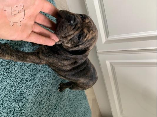 PoulaTo: Ενεργά κουτάβια pitbull+34634098453