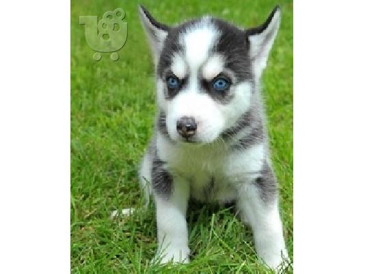 PoulaTo: Πωλούνται ίσια κουτάβια Siberian Husky Blue Eyes