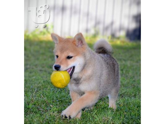 Shiba Inu κουτάβια