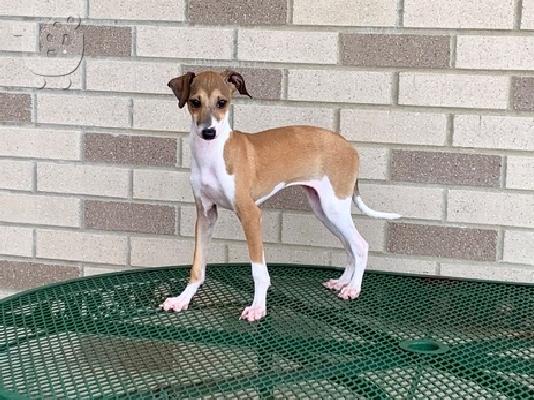 PoulaTo: Italian Greyhound Pups
