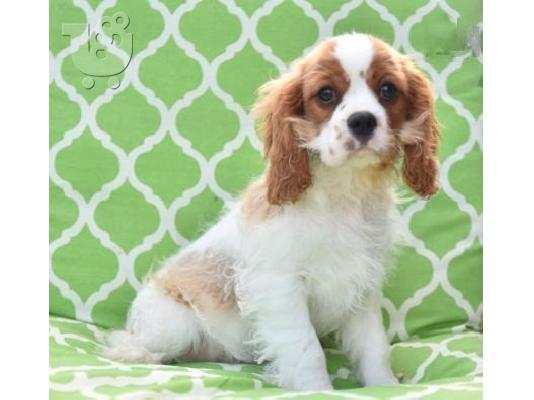 PoulaTo: Κουτάβια Cavalier King Charles