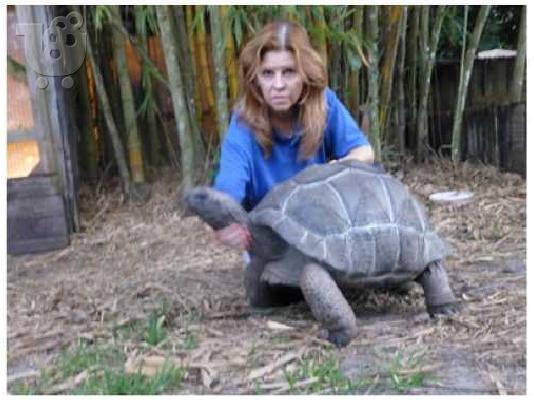 PoulaTo: Πωλείται θηλυκό Aldabra Rosie 22 ιντσών.