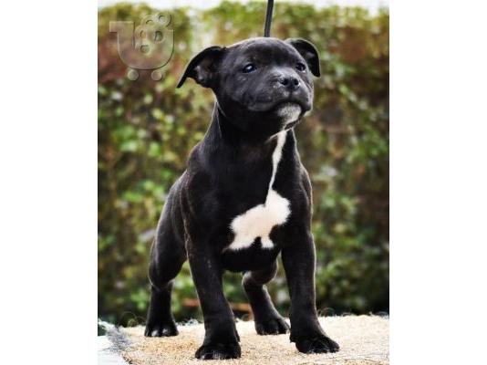 Staffordshire Bull Terrier κουτάβια