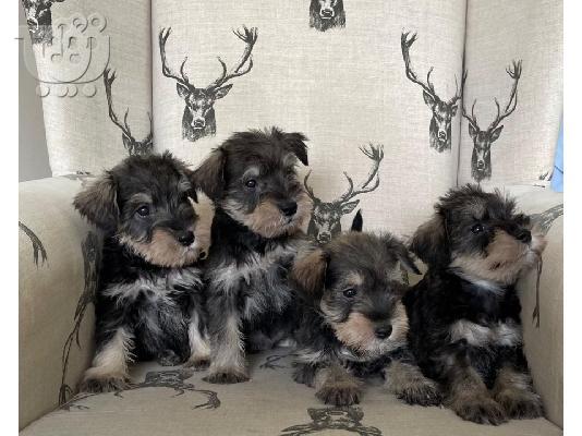PoulaTo: Κουτάβια Schnauzer