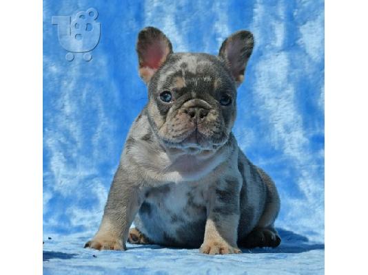 PoulaTo: French Bulldog Puppies
