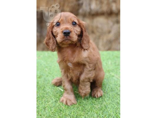 PoulaTo: Spoodle Puppies