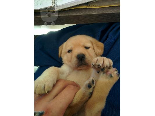 Labrador κουταβακια!!!