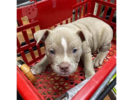 PoulaTo: Pitbull dog