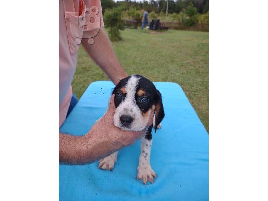 Tri Colored Beagles κουτάβια έτοιμα τώρα