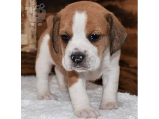 PoulaTo: Beabull Puppies