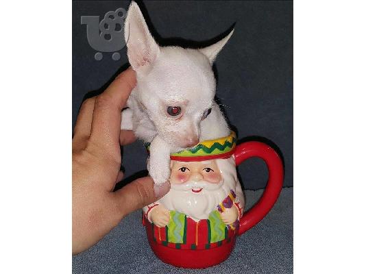 PoulaTo: TEACUP AKC κουτάβια Chihuahua