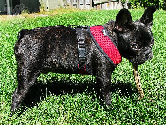 PoulaTo: French Bulldog