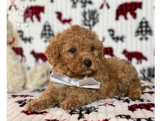 PoulaTo: Miniature poodle Puppies