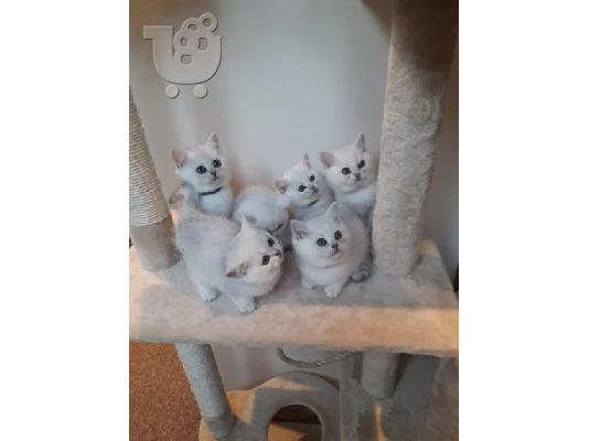 PoulaTo: smilimg british shorthair kittens ready