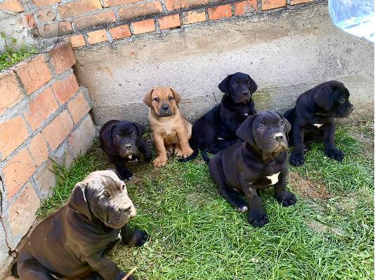 Αφρικανικό Boerboel