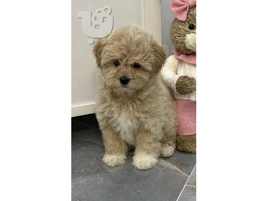 PoulaTo: Διατίθενται προς πώληση κουτάβια Maltipoo