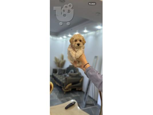 Διατίθενται προς πώληση κουτάβια Maltipoo