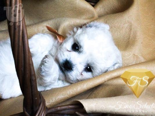 Κουτάβια Bichon Frise