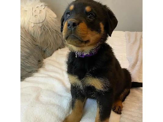 Beautiful Rottweiler puppy for sale     WhatsApp on +31684628354
