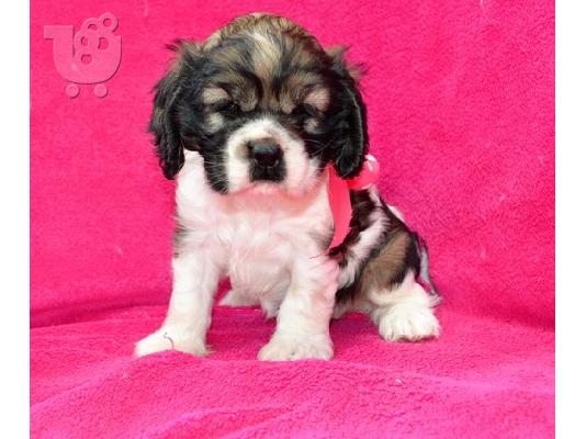 PoulaTo: Cocker Spaniels