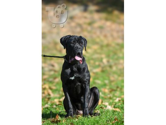 PoulaTo: Κουτάβι θηλυκό Cane Corso προς πώληση