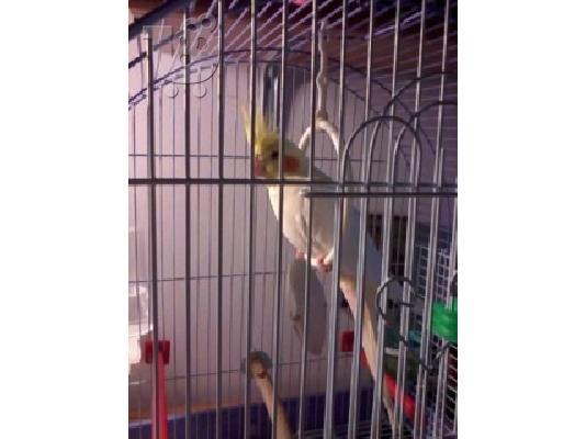 Πωλείται cockatiel