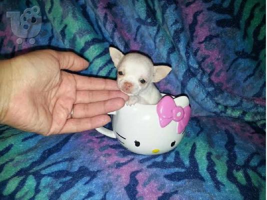 TEACUP AKC κουτάβια Chihuahua
