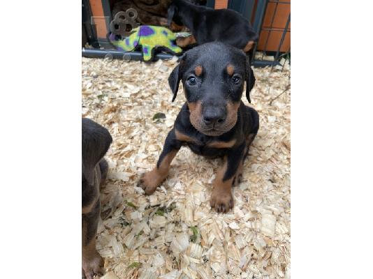 Doberman Pinscher κουτάβι προς πώληση