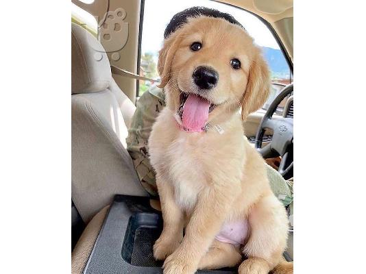 λούνται κουτάβια Golden Retriever