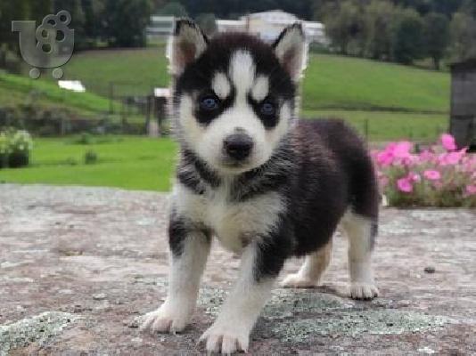 Καταχωρισμένα κουτάβια Σιβηρίας Husky προς πώληση
