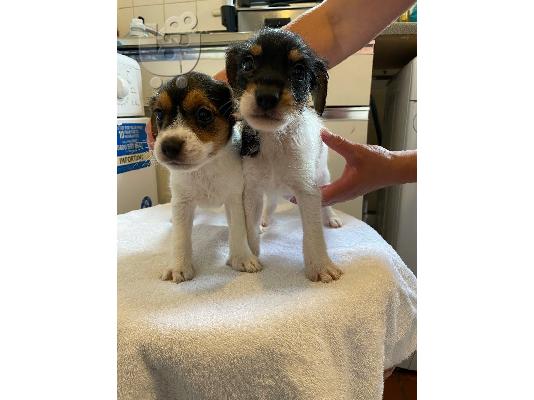 PoulaTo: Πωλείται κουτάβι Jack Russell Terrier