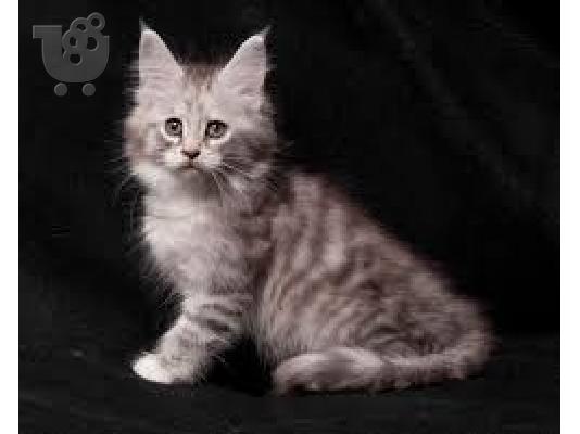 PoulaTo: Ποιότητα Maine Coon Kitten