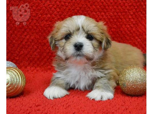 PoulaTo: Lhasa Apso Puppies