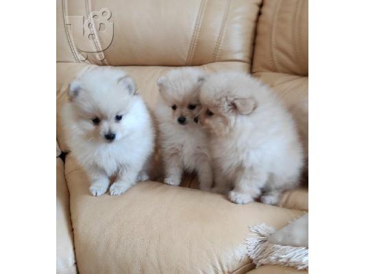 Γεια σας, εδώ έχουμε 2 πανέμορφα κουτάβια Pomeranian, 1 κορίτσι και 1 αγόρι, τώρα ψάχνουν ...