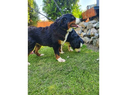 Ορεινός σκύλος Bernese