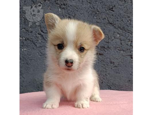 Pembroke Welsh Corgi κουτάβια