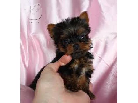 Αρσενικά και θηλυκά κουτάβια Yorkie