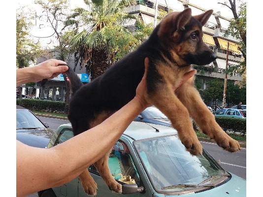 Έπιπλα Εξωτερικού Χώρου Νέα Μηχανιώνα 211.01.26.942 Outdoor Furniture Nea Mixaniona Επιπλα...