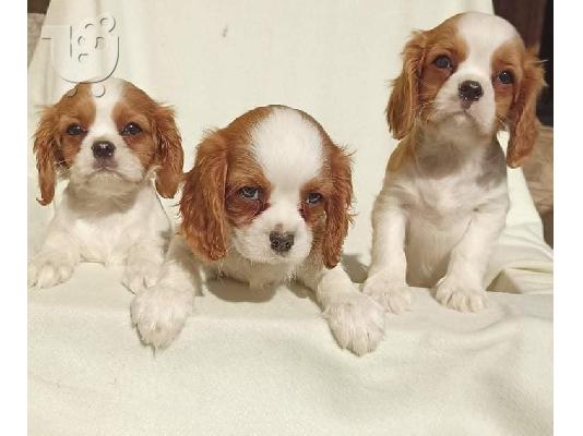 Cavalier King Charles Spaniel