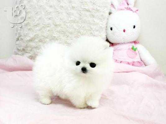 Dobrý den, máme zde 2 nádherná štěňátka pomeraniana,