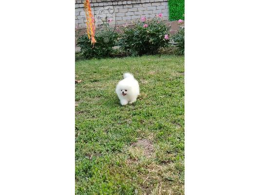 PoulaTo: Καταπληκτικά κουτάβια Pomeranian!